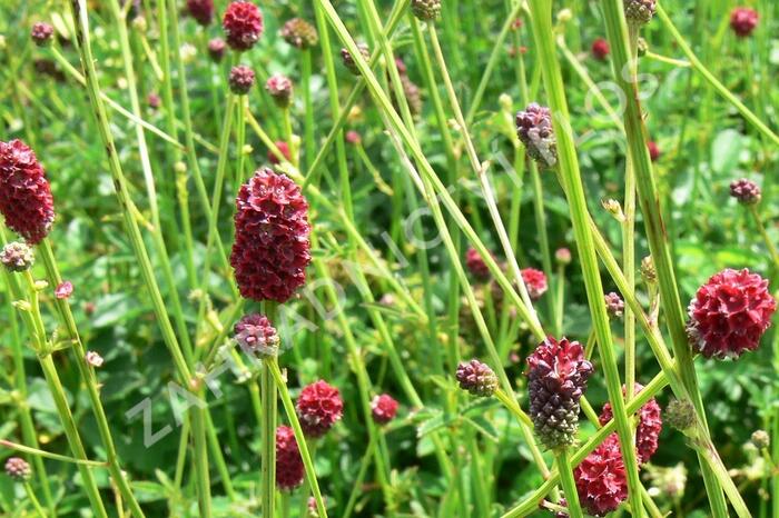 Krvavec toten - Sanguisorba officinalis