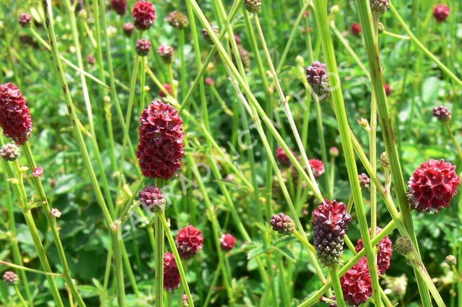 Krvavec toten - Sanguisorba officinalis