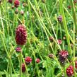 Krvavec toten - Sanguisorba officinalis