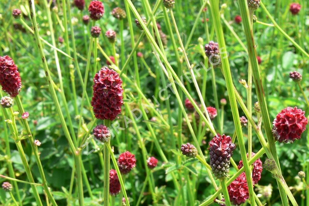 Krvavec toten - Sanguisorba officinalis