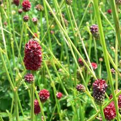 Krvavec toten - Sanguisorba officinalis