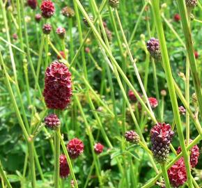 Krvavec toten - Sanguisorba officinalis