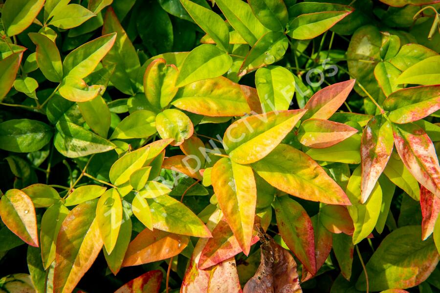 Nandina domácí 'Firepower' - Nandina domestica 'Firepower'