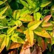 Nandina domácí 'Firepower' - Nandina domestica 'Firepower'