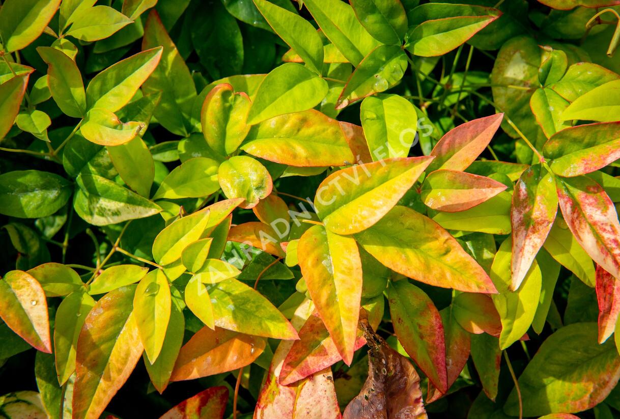 Nandina domácí 'Firepower' - Nandina domestica 'Firepower'