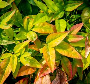 Nandina domácí 'Firepower' - Nandina domestica 'Firepower'