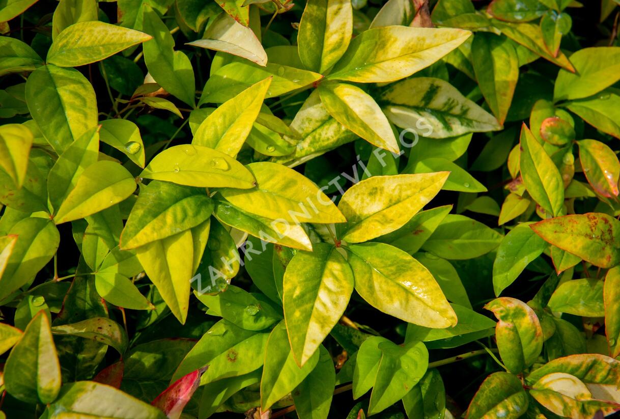 Nandina domácí 'Firepower' - Nandina domestica 'Firepower'