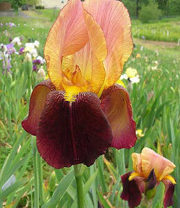 Kosatec německý 'Grand Chef' - Iris barbata-elatior 'Grand Chef'