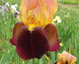 Kosatec německý 'Grand Chef' - Iris barbata-elatior 'Grand Chef'