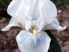 Kosatec německý 'Cutie' - Iris barbata-elatior 'Cutie'