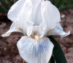 Kosatec německý 'Cutie' - Iris barbata-elatior 'Cutie'