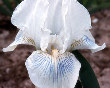 Kosatec německý 'Cutie'