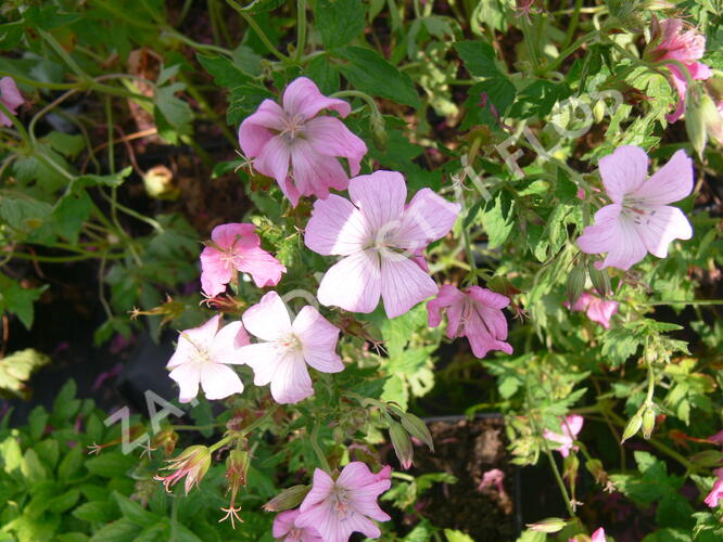 Kakost 'Rose Clair' - Geranium x oxonianum 'Rose Clair'