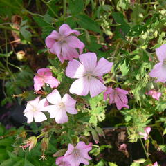 Kakost 'Rose Clair' - Geranium x oxonianum 'Rose Clair'