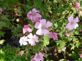 Kakost 'Rose Clair' - Geranium × oxonianum 'Rose Clair'