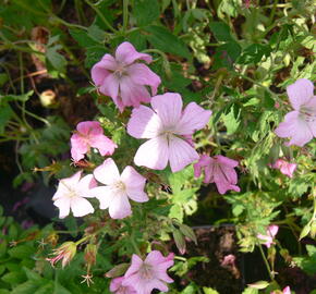 Kakost 'Rose Clair' - Geranium x oxonianum 'Rose Clair'
