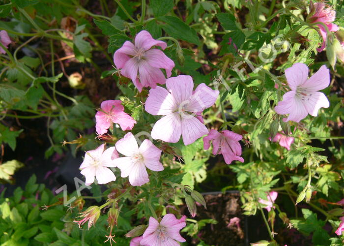 Kakost 'Rose Clair' - Geranium x oxonianum 'Rose Clair'