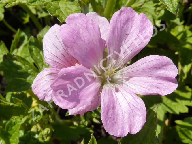 Kakost 'Rose Clair' - Geranium x oxonianum 'Rose Clair'