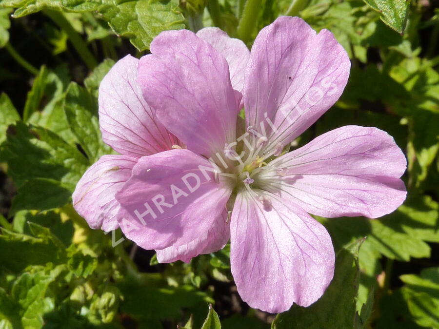 Kakost 'Rose Clair' - Geranium x oxonianum 'Rose Clair'