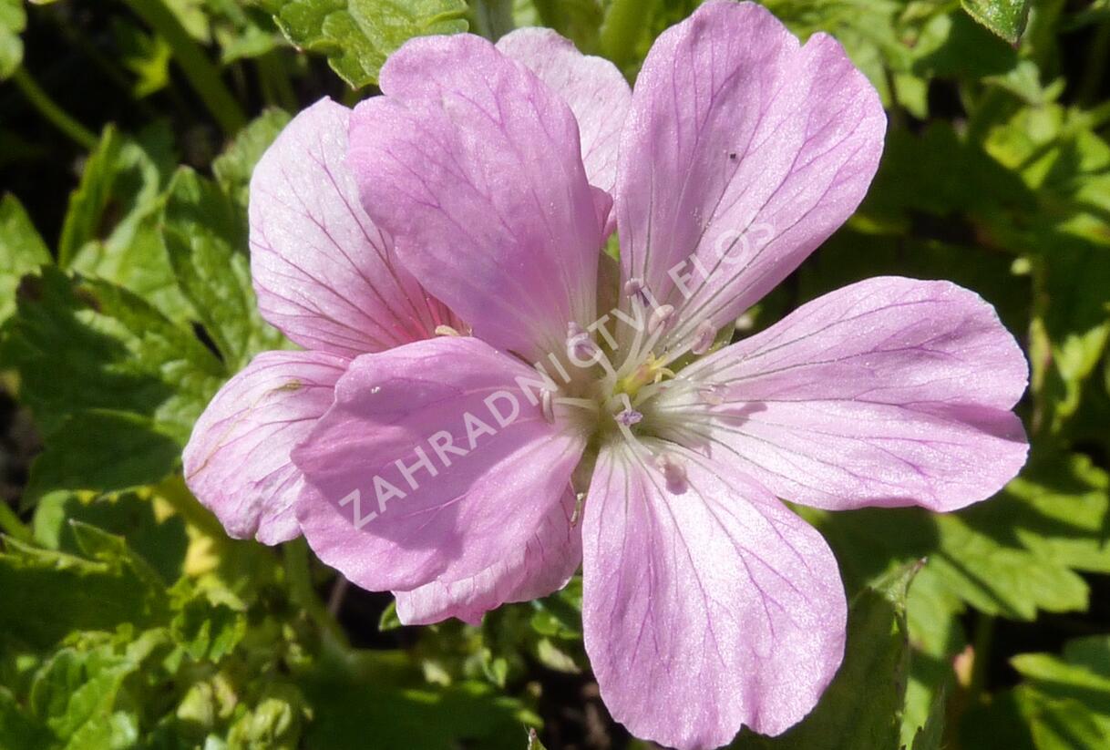 Kakost 'Rose Clair' - Geranium × oxonianum 'Rose Clair'