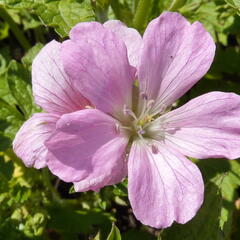 Kakost 'Rose Clair' - Geranium x oxonianum 'Rose Clair'