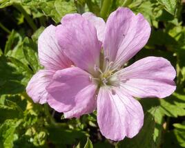 Kakost 'Rose Clair'