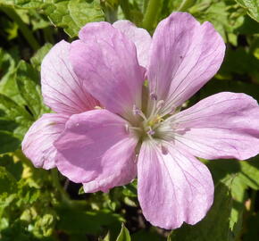 Kakost 'Rose Clair' - Geranium x oxonianum 'Rose Clair'