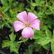 Kakost 'Rose Clair' - Geranium x oxonianum 'Rose Clair'