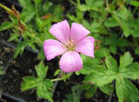 Kakost 'Rose Clair' - Geranium × oxonianum 'Rose Clair'