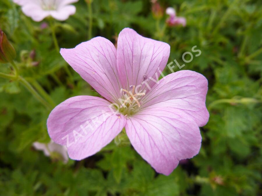 Kakost 'Rose Clair' - Geranium x oxonianum 'Rose Clair'