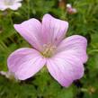 Kakost 'Rose Clair' - Geranium x oxonianum 'Rose Clair'