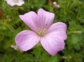 Kakost 'Rose Clair' - Geranium × oxonianum 'Rose Clair'