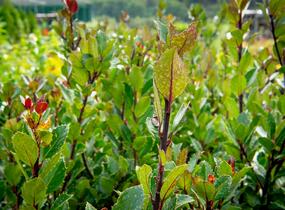 Cesmína 'Heckenblau' - Ilex meserveae 'Heckenblau'