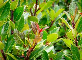 Cesmína 'Heckenblau' - Ilex meserveae 'Heckenblau'