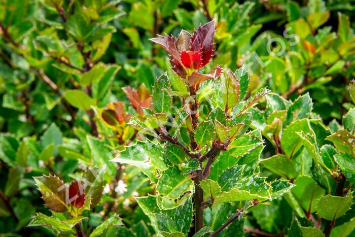 Cesmína 'Heckenblau' - Ilex meserveae 'Heckenblau'