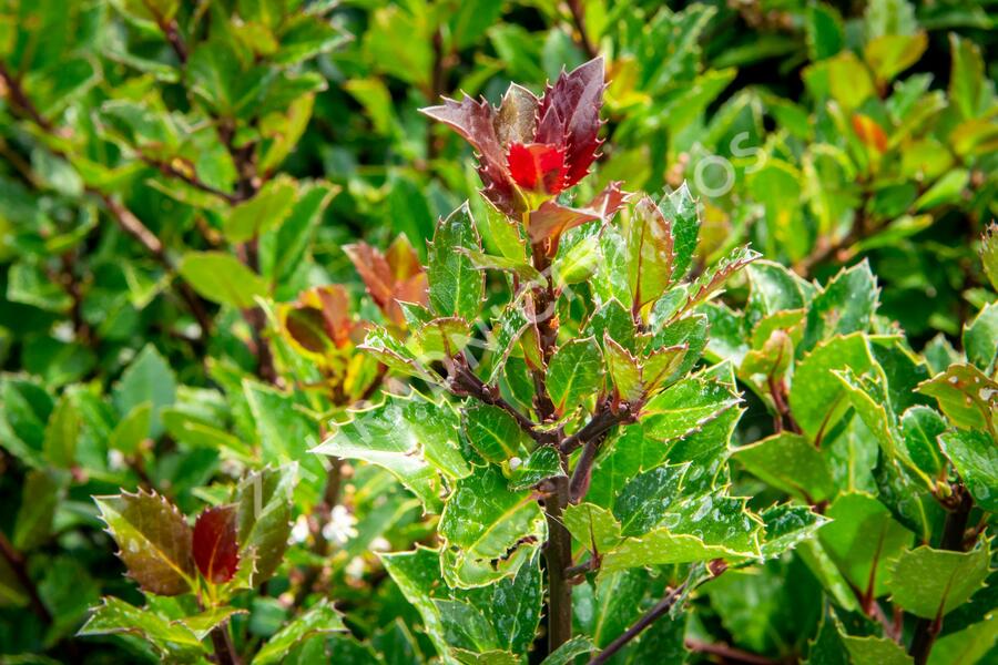 Cesmína 'Heckenblau' - Ilex meserveae 'Heckenblau'