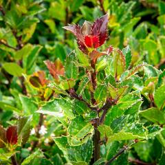 Cesmína 'Heckenblau' - Ilex meserveae 'Heckenblau'