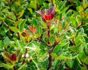 Cesmína 'Heckenblau'