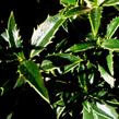 Cesmína obecná 'Myrtifolia' - Ilex aquifolium 'Myrtifolia'