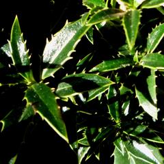 Cesmína obecná 'Myrtifolia' - Ilex aquifolium 'Myrtifolia'