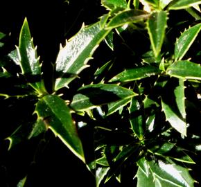 Cesmína obecná 'Myrtifolia' - Ilex aquifolium 'Myrtifolia'