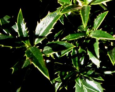 Cesmína obecná 'Myrtifolia'