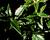 Cesmína obecná 'Myrtifolia'