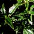 cesmina-obecna-myrtifolia.jpg