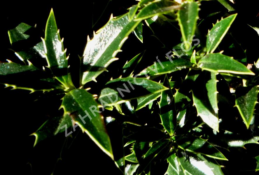 Cesmína obecná 'Myrtifolia' - Ilex aquifolium 'Myrtifolia'
