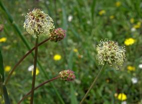 Krvavec menší - Sanguisorba minor