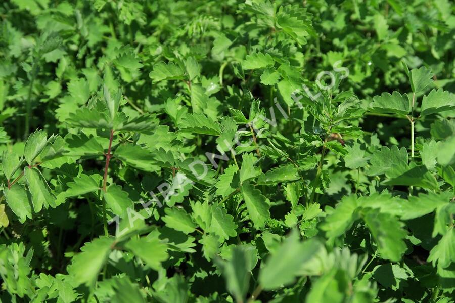 Krvavec menší - Sanguisorba minor