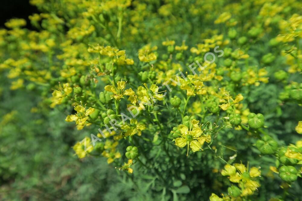 Routa vonná - Ruta graveolens