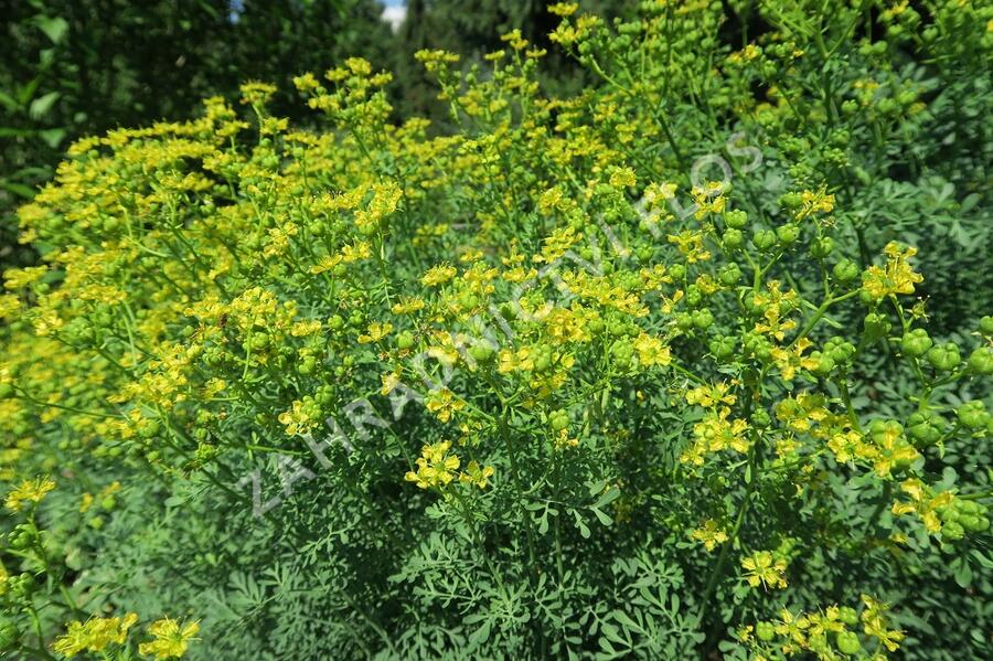 Routa vonná - Ruta graveolens