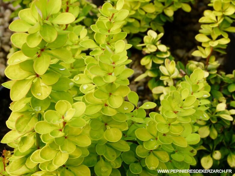 Dřišťál Thunbergův 'Golden Torch' - Berberis thunbergii 'Golden Torch'